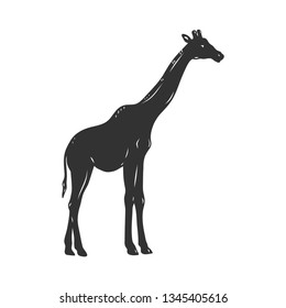 Giraffe isolated on white. Vector illustration.