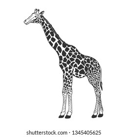 Giraffe isolated on white. Vector illustration.