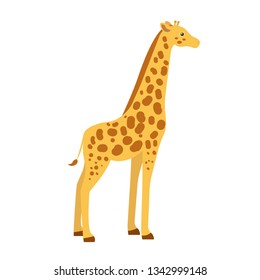 Giraffe. Isolated vector illustration