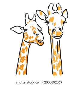 Giraffe - isolated vector with spots giraffe vector