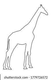 Giraffe Line Contour Vector Illustration Silhouette Stock Vector ...