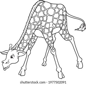 giraffe line vector illustration isolated on white background.animals top view