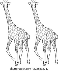 giraffe line vector illustration isolated on white background