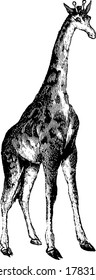 Giraffe is a long necked animal with brown and white patches over body, vintage line drawing or engraving illustration.