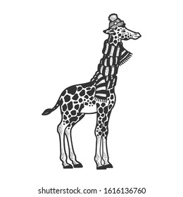 Giraffe neck is wrapped in scarf and winter hat sketch engraving vector illustration. T-shirt apparel print design. Scratch board imitation. Black and white hand drawn image.