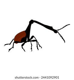 Giraffe necked weevil high quality vector design transparent background