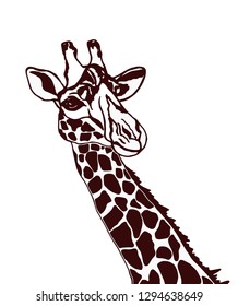 giraffe on white background