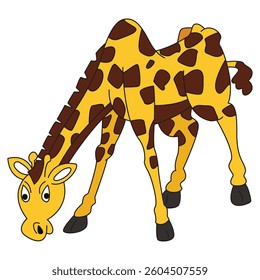 A giraffe on a white background
