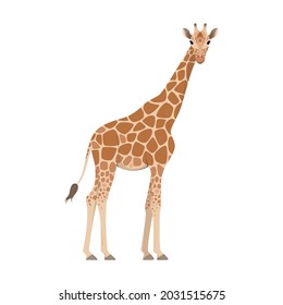 Giraffe on a white background. An animal of Africa in a cartoon style.