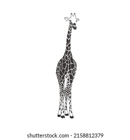 Giraffe on white background. Vector Wild Animal. Safari.