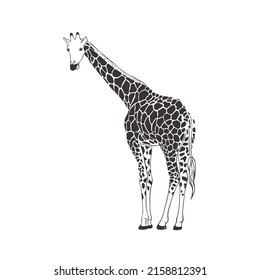 Giraffe on white background. Vector Wild Animal. Safari.