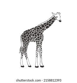 Giraffe on white background. Vector Wild Animal. Safari.