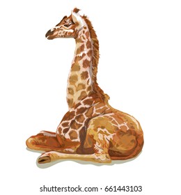 Giraffe on a white background.Vector illustration.