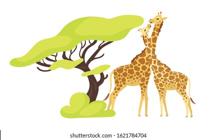 Giraffe pair flat color vector illustration. Pair of african animals near exotic tree. Flora and fauna. Green foliage. Southern creature isolated cartoon character on white background