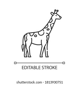 Giraffe pixel perfect linear icon. Exotic animal with long neck. Tropical zoo thin line customizable illustration. Contour symbol. Tall camelopard vector isolated outline drawing. Editable stroke
