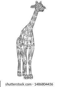 Giraffe polygonal lines illustration. Abstract vector giraffe on the white background