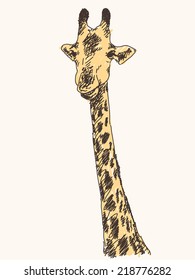 Giraffe portrait, Hand drawn illustration