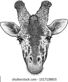 Giraffe portrait illustration, drawing, engraving, ink, line art, vector