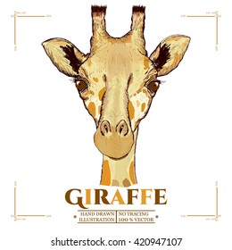 Giraffe realistic portrait, hand drawn animals vector 