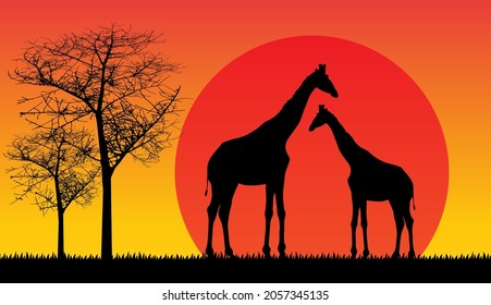 giraffe, safari wildlife africa sunset,  animals isolated vector
