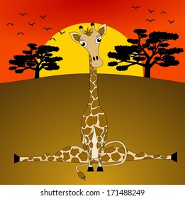 Giraffe in the savannah at sunset
