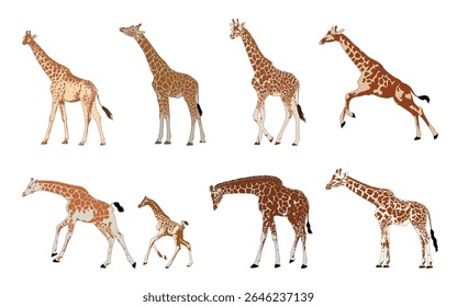 Giraffe set, isolated background. Vector illustration.