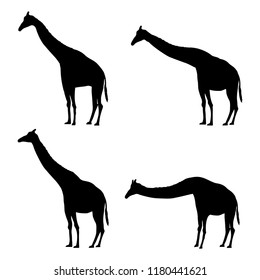 Giraffe set of silhouettes