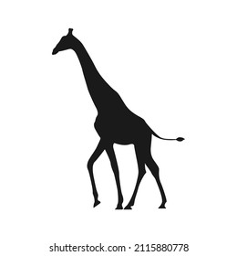 Giraffe silhouette icon on white background.