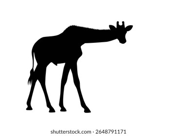 Silhueta de girafa isolada no fundo. Ilustração vetorial.