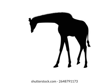 Giraffe silhouette isolated on background. Vector illustration.