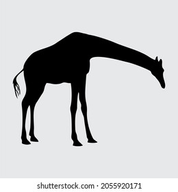 Giraffe Silhouette, Giraffe Isolated On White Background
