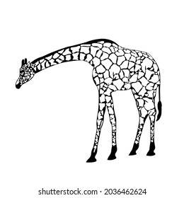giraffe Silhouette on isolated background. Vector drawing