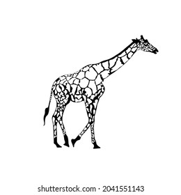 Giraffe Silhouette on isolated background. Vector drawing