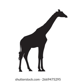 giraffe silhouette on white background.