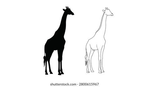 Giraffe Silhouette And Outline On A White Background Silhouette