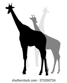 Giraffe  Silhouette Set - Vector