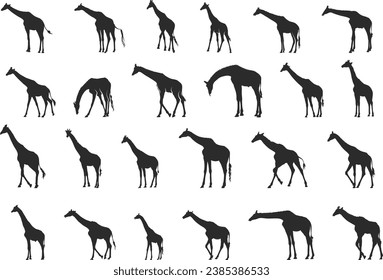 Giraffe silhouette, Giraffe silhouettes, Giraffe vector illustration, Giraffe clipart