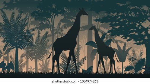 Giraffe silhouette in sunset at savanah