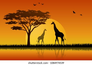 Giraffe silhouette in sunset at savanah