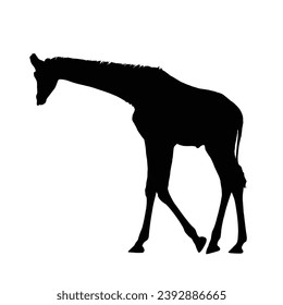 Giraffe Silhouette. Giraffe Vector Illustration.