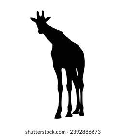 Giraffe Silhouette. Giraffe Vector Illustration.