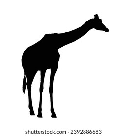 Giraffe Silhouette. Ilustración del vector de jirafa.