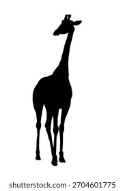 Silueta de jirafa - Ilustración vectorial