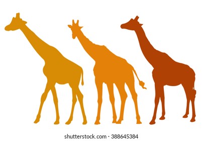 Giraffe silhouette, vector illustration