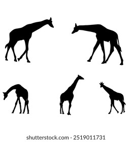 Giraffe Silhouette. Vector Illustration of Giraffe Icons in Flat Black Color Isolated on a White Background. Giraffe Silhouette Isolated on White Background.