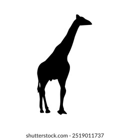 Giraffe Silhouette. Vector Illustration of Giraffe Icons in Flat Black Color Isolated on a White Background. Giraffe Silhouette Isolated on White Background.