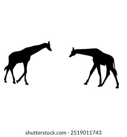 Giraffe Silhouette. Vector Illustration of Giraffe Icons in Flat Black Color Isolated on a White Background. Giraffe Silhouette Isolated on White Background.