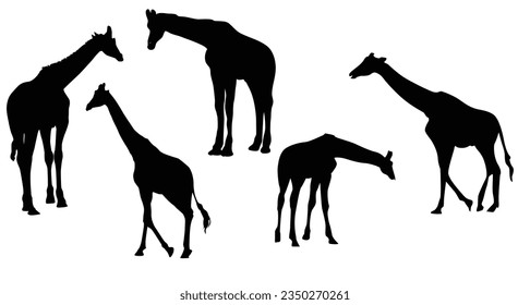 Giraffe silhouette vector illustration on white background.