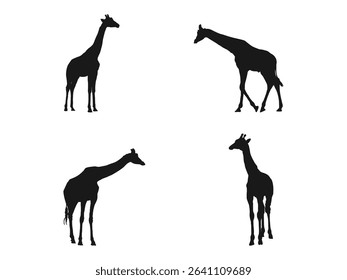 Giraffe Silhouette. Zebra vector silhouette. Vector Illustration of Giraffe Icons in Flat Black Color Isolated on a White Background.