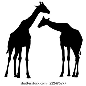 Giraffe silhouettes.